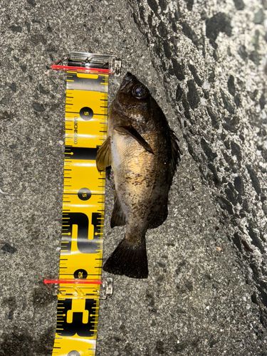 メバルの釣果