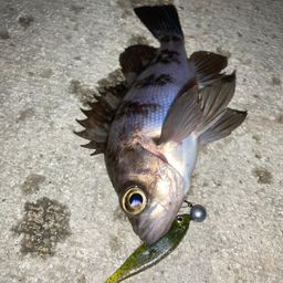 メバル