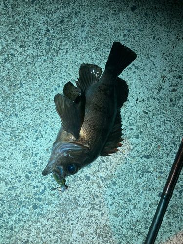 メバルの釣果