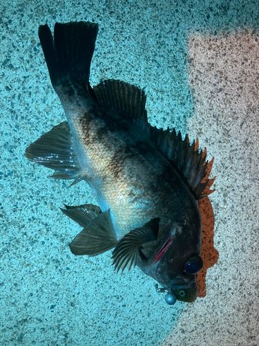 メバルの釣果