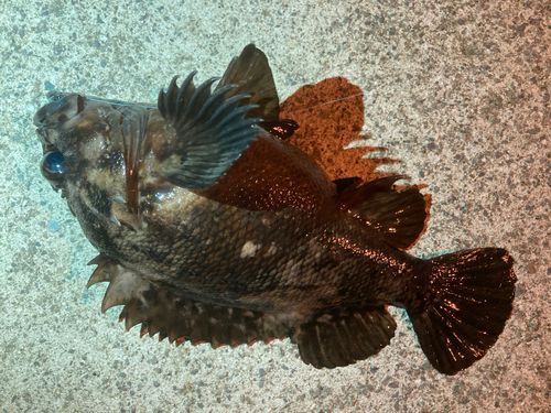 オウゴンムラソイの釣果