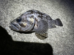 クロソイの釣果