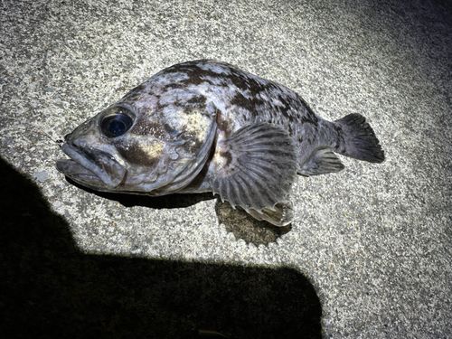 クロソイの釣果