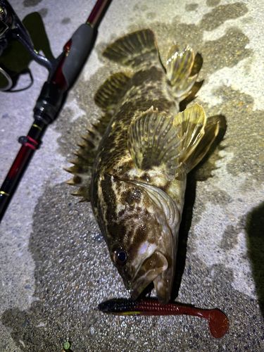 ベッコウゾイの釣果