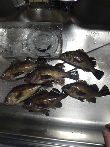 メバルの釣果