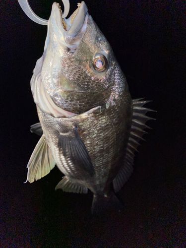 クロダイ
