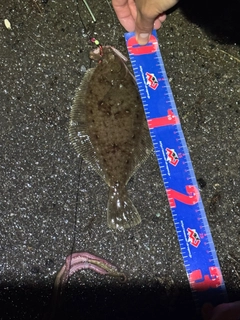 イシガレイの釣果