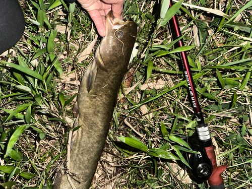 マナマズの釣果