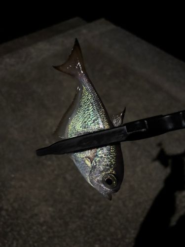 ミナミハタンポ