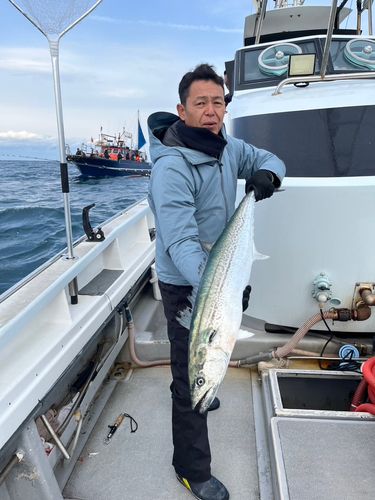 サワラの釣果