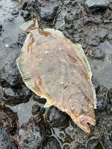 クロガシラガレイ