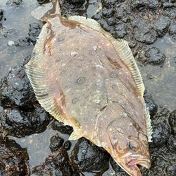 クロガシラガレイ