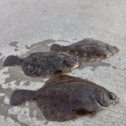 マコガレイ