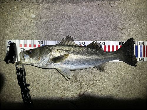 フッコ（マルスズキ）の釣果