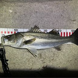 フッコ（マルスズキ）