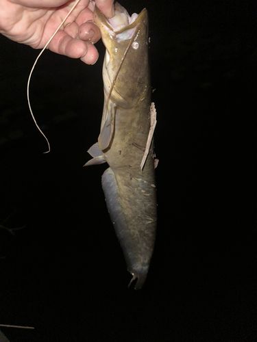 マナマズの釣果