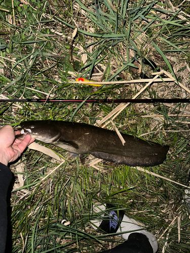 マナマズの釣果