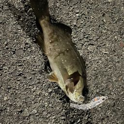 メバル