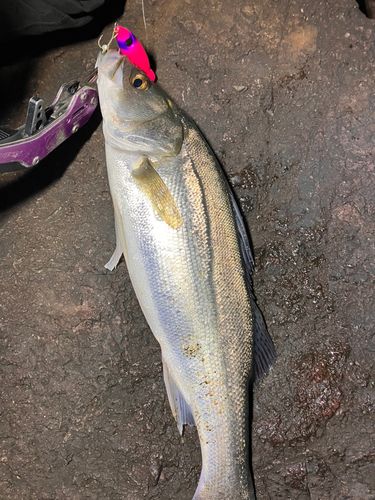 セイゴ（マルスズキ）の釣果