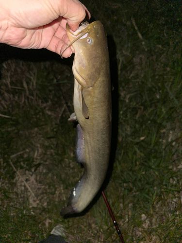 マナマズの釣果