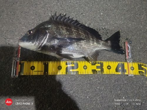 クロダイの釣果