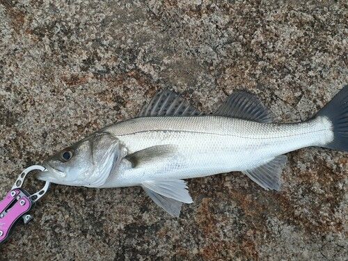 スズキの釣果