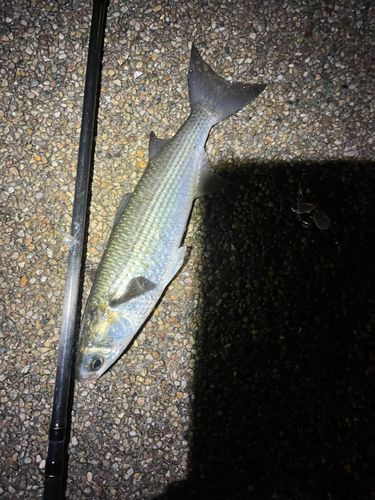 ボラの釣果
