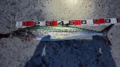 サワラの釣果