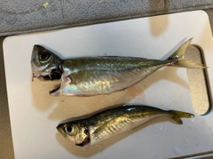 アジの釣果