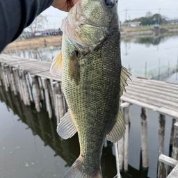 ブラックバス