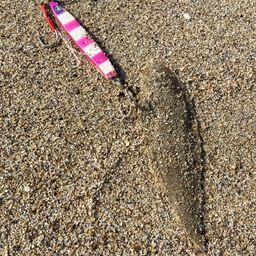 シタビラメ