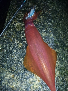 ケンサキイカの釣果