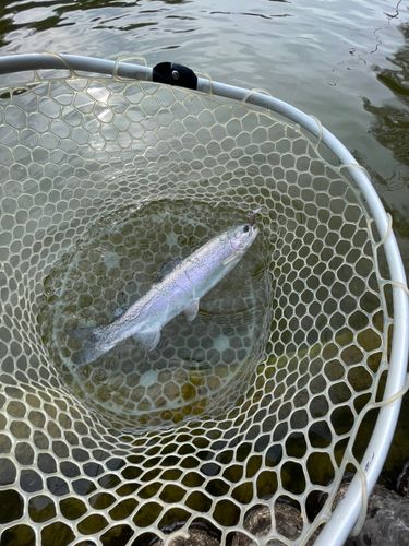ニジマスの釣果