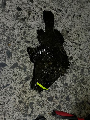 ムラソイの釣果