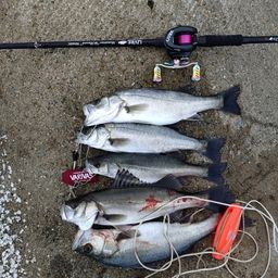 セイゴ(マルスズキ)