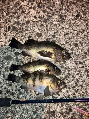 シロメバルの釣果