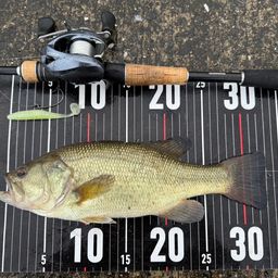 ラージマウスバス