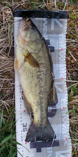 ブラックバスの釣果
