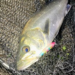 フッコ（マルスズキ）