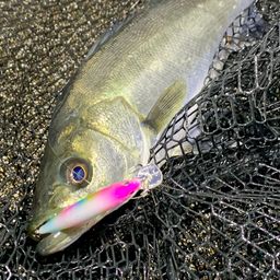 セイゴ（マルスズキ）