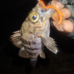 シロメバル