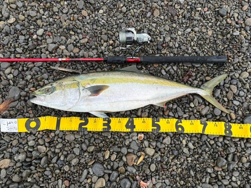 メジロの釣果