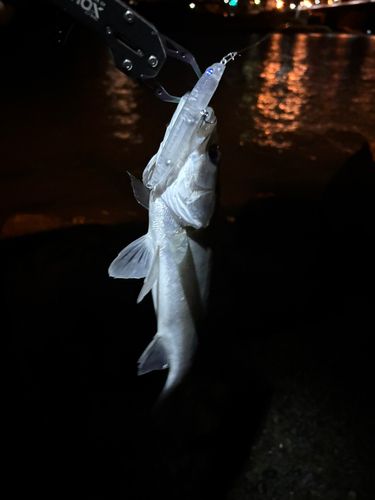 セイゴ（マルスズキ）の釣果