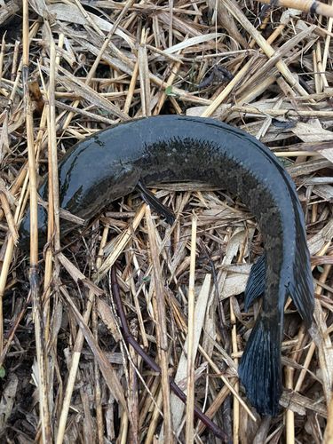 カムルチーの釣果