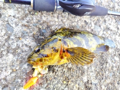 ベッコウゾイの釣果