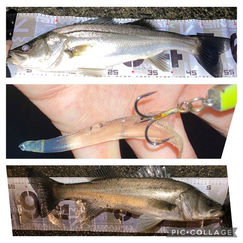 セイゴ（マルスズキ）の釣果