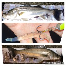 セイゴ（マルスズキ）