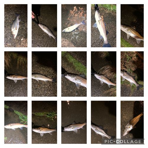 セイゴ（マルスズキ）の釣果