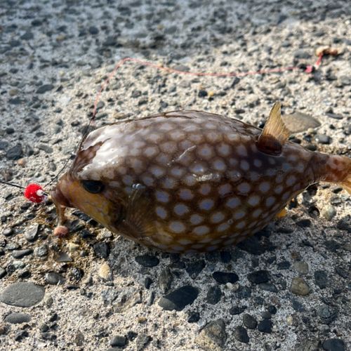 ハコフグの釣果