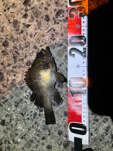 シロメバルの釣果